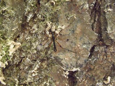 Cousins Tipulidae Latreille, 1802