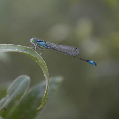 Agrion élégant Ischnura elegans (Vander Linden, 1820)