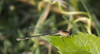 Agrion élégant Ischnura elegans (Vander Linden, 1820)