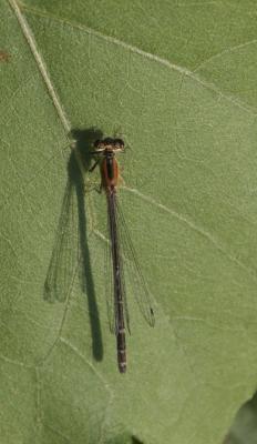 Agrion élégant Ischnura elegans (Vander Linden, 1820)