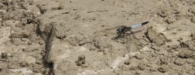 Orthétrum à stylets blancs (L') Orthetrum albistylum (Selys, 1848)