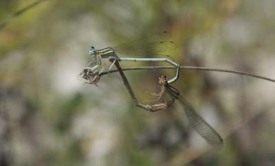 Agrion blanchâtre Platycnemis latipes Rambur, 1842