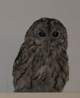 Chouette hulotte Strix aluco Linnaeus, 1758