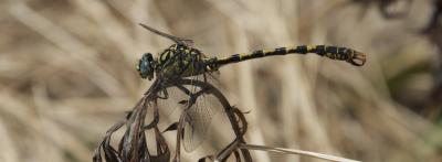 Gomphe à forceps (Le), Gomphe à pinces (Le) Onychogomphus forcipatus (Linnaeus, 1758)