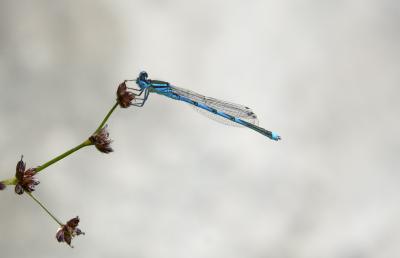 Agrion de Vander Linden, Naïade de Vander Linden Erythromma lindenii (Selys, 1840)