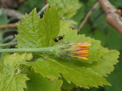  Stilbula cyniformis (Rossi, 1792)