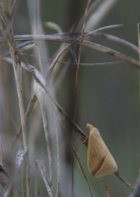 Phalène sacrée (La) Rhodometra sacraria (Linnaeus, 1767)