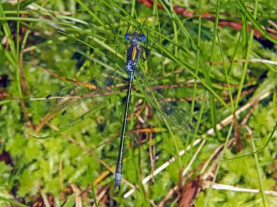 Leste des bois, Leste dryade Lestes dryas Kirby, 1890