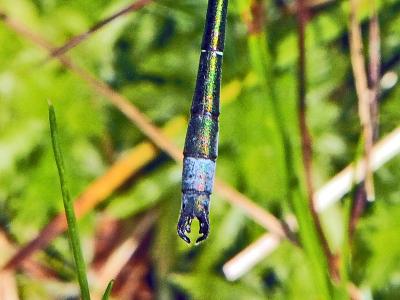 Leste des bois, Leste dryade Lestes dryas Kirby, 1890