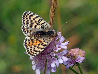 Mélitée orangée (La), Damier orangé (Le), Diane (L Melitaea didyma (Esper, 1778)