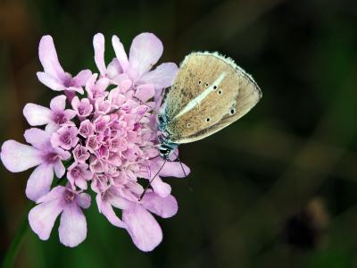 Sablé du Sainfoin (Le), Argus du Sainfoin (L'), Ar Polyommatus damon (Denis & Schiffermüller, 1775)