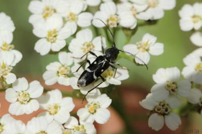  Chlorophorus sartor (Müller, 1766)