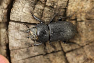 Petite biche, Petite lucane Dorcus parallelipipedus (Linnaeus, 1758)
