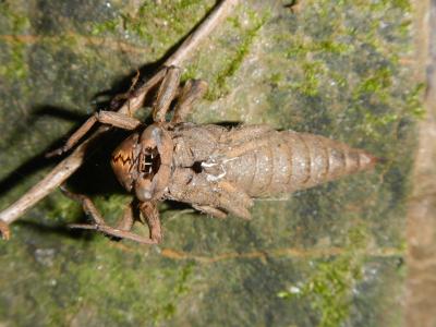 Cordulégastre bidenté (Le) Cordulegaster bidentata Selys, 1843
