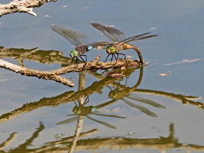 Anax napolitain (L') Anax parthenope (Selys, 1839)