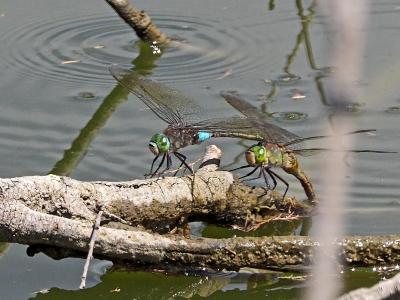 Anax napolitain (L') Anax parthenope (Selys, 1839)