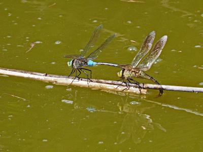 Anax napolitain (L') Anax parthenope (Selys, 1839)