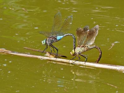Anax napolitain (L') Anax parthenope (Selys, 1839)