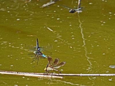Anax napolitain (L') Anax parthenope (Selys, 1839)