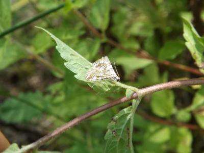  Elophila nymphaeata (Linnaeus, 1758)