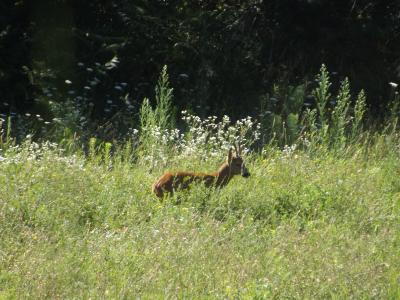 Chevreuil Capreolus capreolus (Linnaeus, 1758)