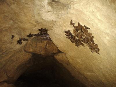 Maure Mormo maura (Linnaeus, 1758)