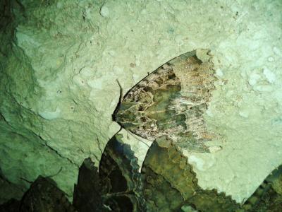 Maure Mormo maura (Linnaeus, 1758)
