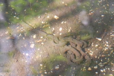 Crapaud commun (Le) Bufo bufo (Linnaeus, 1758)