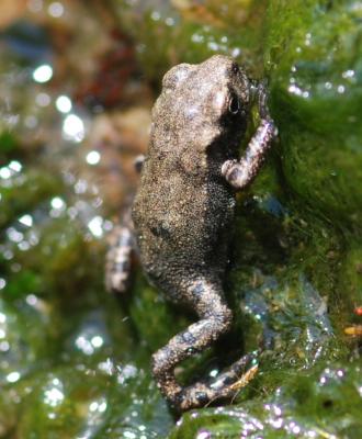Crapaud commun (Le) Bufo bufo (Linnaeus, 1758)
