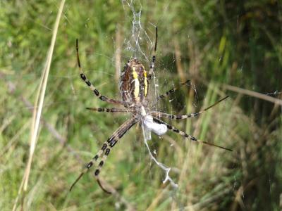 Épeire frelon Argiope bruennichi (Scopoli, 1772)