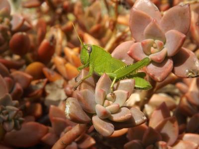 Criquet égyptien Anacridium aegyptium (Linnaeus, 1764)