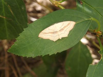 Acidalie fausse-Timandre (L') Scopula imitaria (Hübner, 1799)