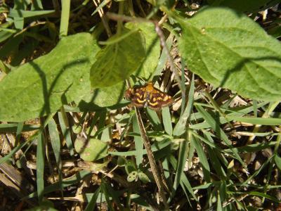  Pyrausta purpuralis (Linnaeus, 1758)