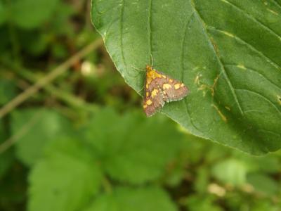  Pyrausta purpuralis (Linnaeus, 1758)