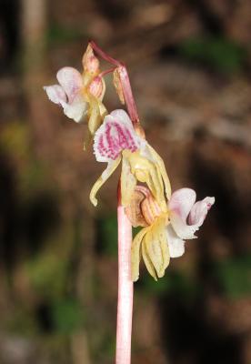 Épipogon sans feuilles, Épipogium sans feuilles Epipogium aphyllum Sw., 1814