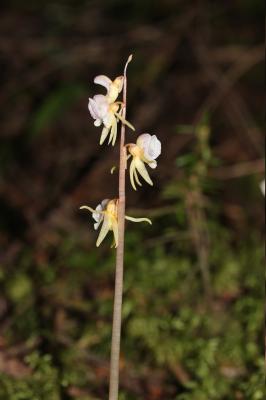 Épipogon sans feuilles, Épipogium sans feuilles Epipogium aphyllum Sw., 1814