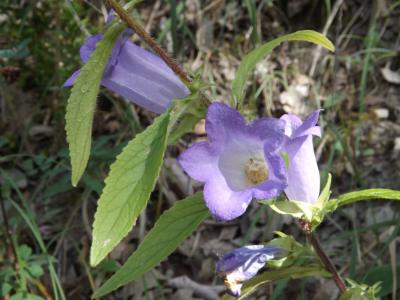  Campanula L., 1753