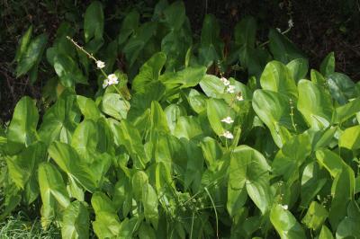 Sagittaire à larges feuilles, Sagittaire obtuse Sagittaria latifolia Willd., 1805