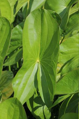Sagittaire à larges feuilles, Sagittaire obtuse Sagittaria latifolia Willd., 1805
