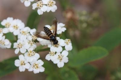  Lomatia lateralis (Meigen, 1820)