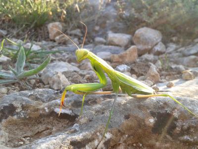 Mante religieuse Mantis religiosa (Linnaeus, 1758)