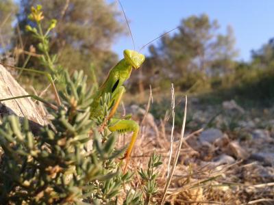 Mante religieuse Mantis religiosa (Linnaeus, 1758)