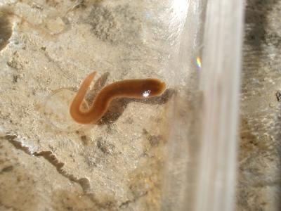  Hirudinidae 