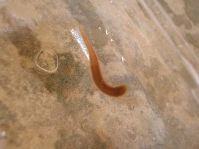  Hirudinidae 