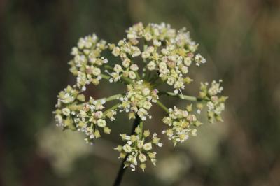 Peucédan d'Alsace Xanthoselinum alsaticum (L.) Schur, 1866