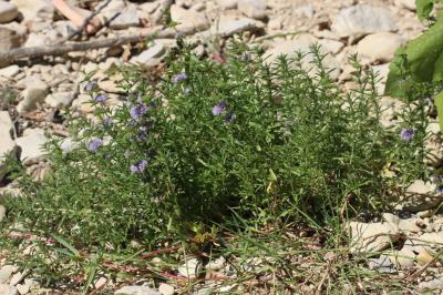 Menthe des cerfs Mentha cervina L., 1753