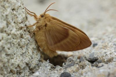 Bombyx du Chêne (Le), Minime à bandes jaunes (Le) Lasiocampa quercus (Linnaeus, 1758)
