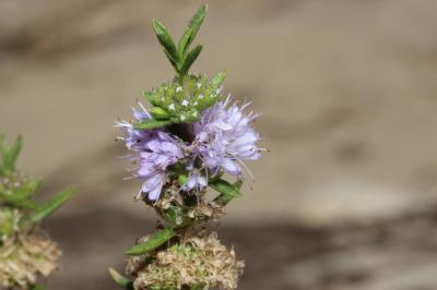 Menthe des cerfs Mentha cervina L., 1753