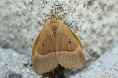Bombyx du Chêne (Le), Minime à bandes jaunes (Le) Lasiocampa quercus (Linnaeus, 1758)