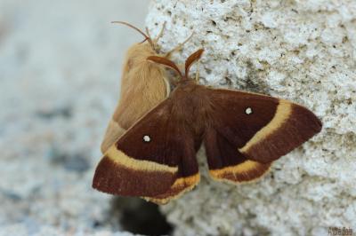 Bombyx du Chêne (Le), Minime à bandes jaunes (Le) Lasiocampa quercus (Linnaeus, 1758)